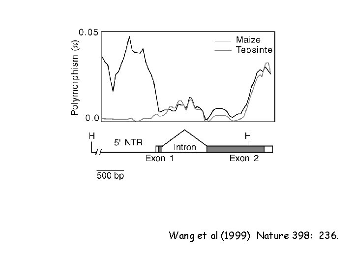 Wang et al (1999) Nature 398: 236. 