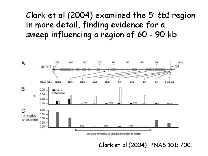Clark et al (2004) examined the 5’ tb 1 region in more detail, finding