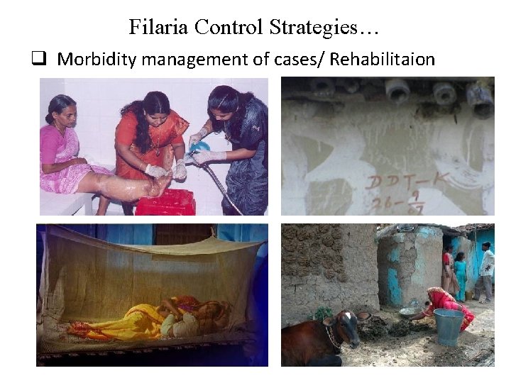 Filaria Control Strategies… q Morbidity management of cases/ Rehabilitaion 