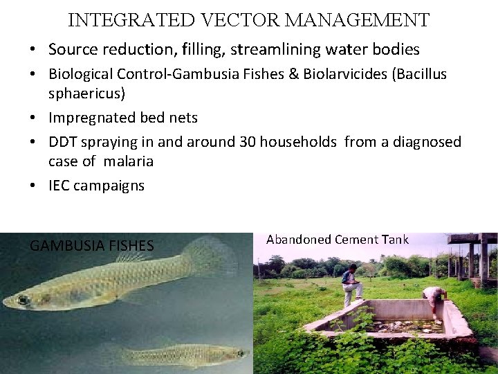 INTEGRATED VECTOR MANAGEMENT • Source reduction, filling, streamlining water bodies • Biological Control-Gambusia Fishes