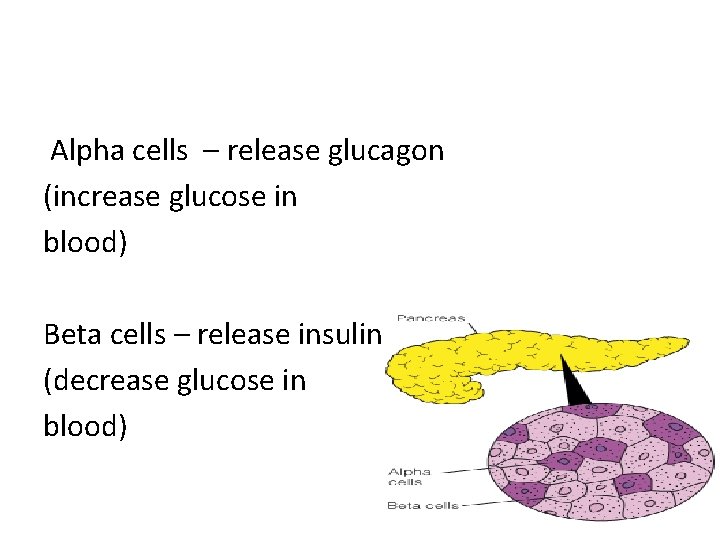 Alpha cells – release glucagon (increase glucose in blood) Beta cells – release insulin