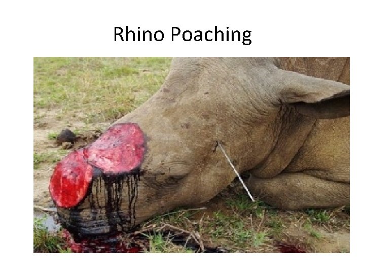 Rhino Poaching 