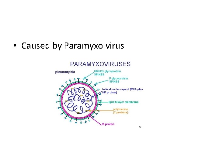  • Caused by Paramyxo virus 