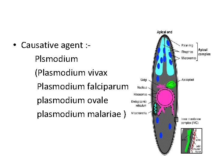  • Causative agent : Plsmodium (Plasmodium vivax Plasmodium falciparum plasmodium ovale plasmodium malariae