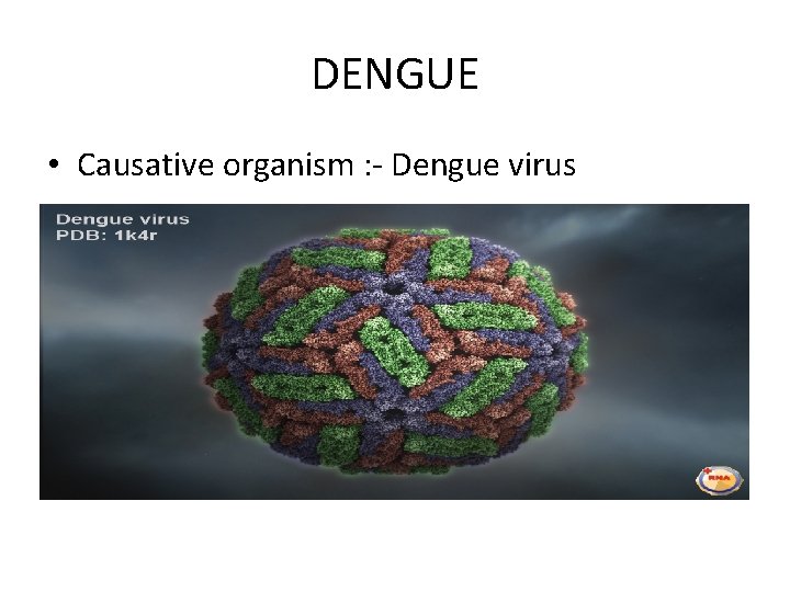 DENGUE • Causative organism : - Dengue virus 