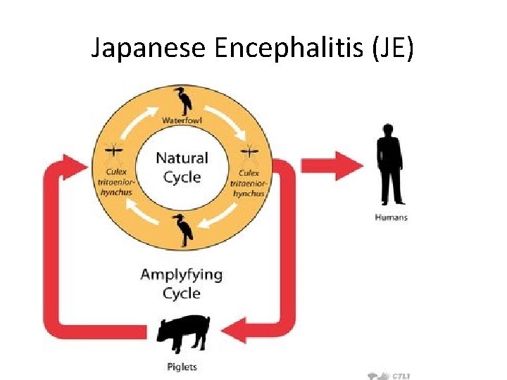 Japanese Encephalitis (JE) 