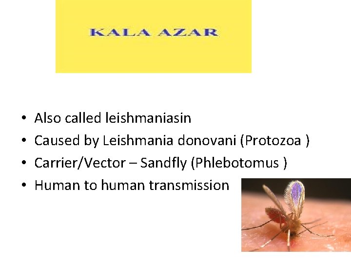  • • Also called leishmaniasin Caused by Leishmania donovani (Protozoa ) Carrier/Vector –