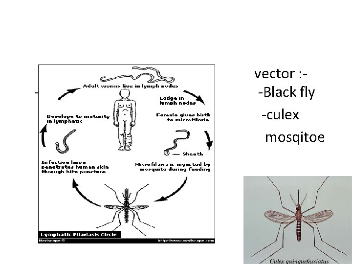 - vector : -Black fly -culex mosqitoe 