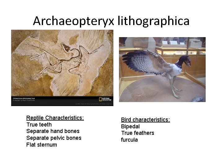 Archaeopteryx lithographica Reptile Characteristics: True teeth Separate hand bones Separate pelvic bones Flat sternum