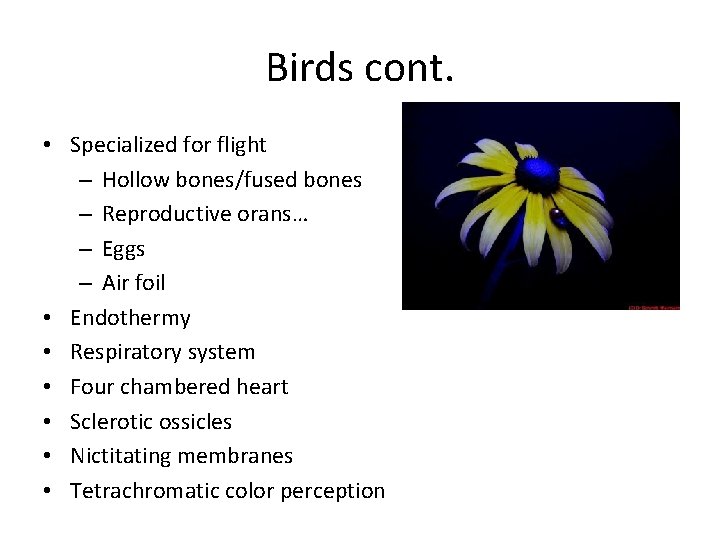 Birds cont. • Specialized for flight – Hollow bones/fused bones – Reproductive orans… –