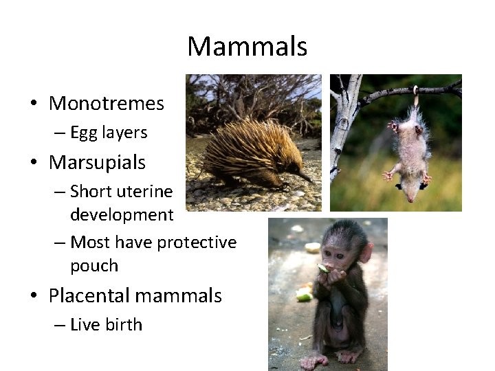 Mammals • Monotremes – Egg layers • Marsupials – Short uterine development – Most
