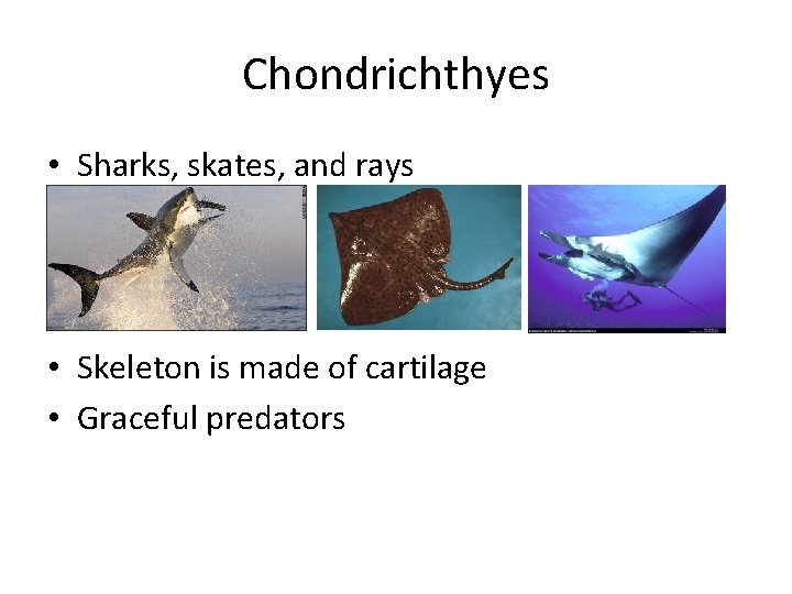 Chondrichthyes • Sharks, skates, and rays • Skeleton is made of cartilage • Graceful