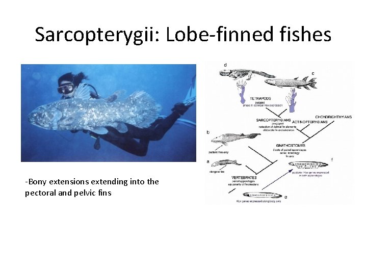 Sarcopterygii: Lobe-finned fishes -Bony extensions extending into the pectoral and pelvic fins 