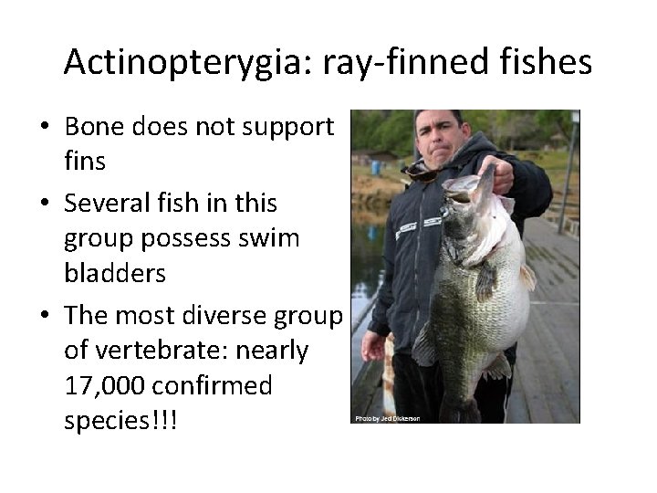 Actinopterygia: ray-finned fishes • Bone does not support fins • Several fish in this