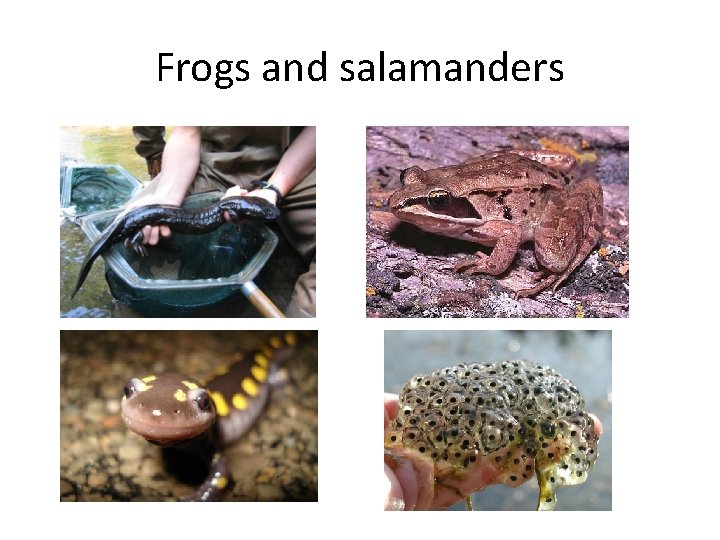Frogs and salamanders 