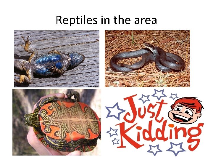 Reptiles in the area 