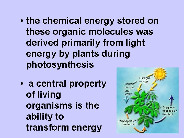  • the chemical energy stored on these organic molecules was derived primarily from