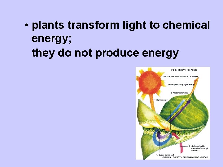  • plants transform light to chemical energy; they do not produce energy 