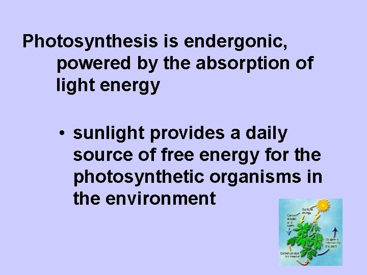 Photosynthesis is endergonic, powered by the absorption of light energy • sunlight provides a