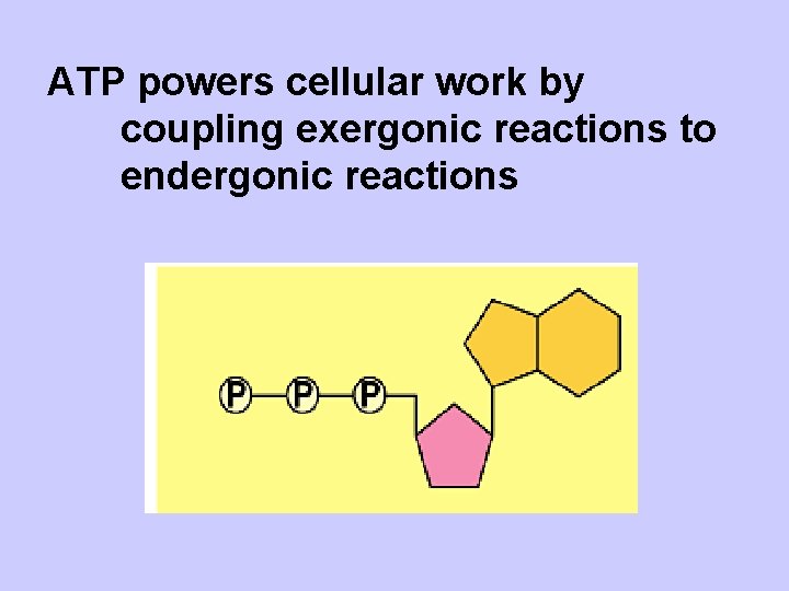 ATP powers cellular work by coupling exergonic reactions to endergonic reactions 