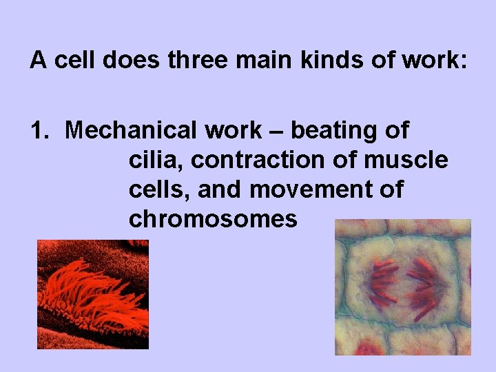 A cell does three main kinds of work: 1. Mechanical work – beating of