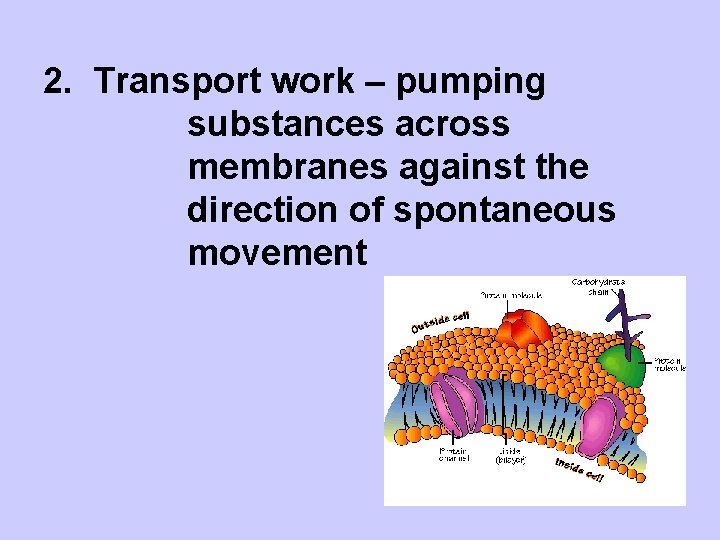 2. Transport work – pumping substances across membranes against the direction of spontaneous movement