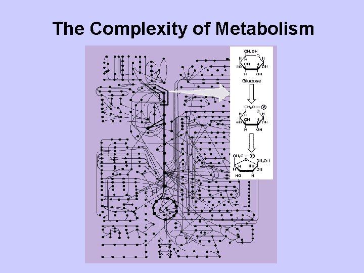 The Complexity of Metabolism 