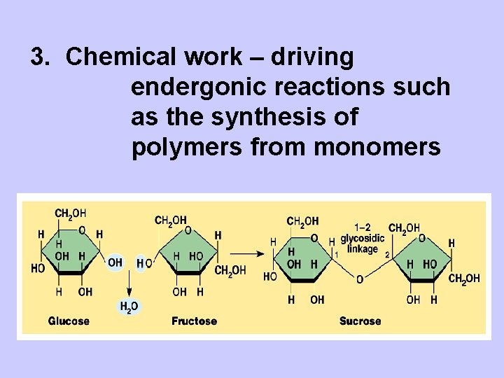3. Chemical work – driving endergonic reactions such as the synthesis of polymers from