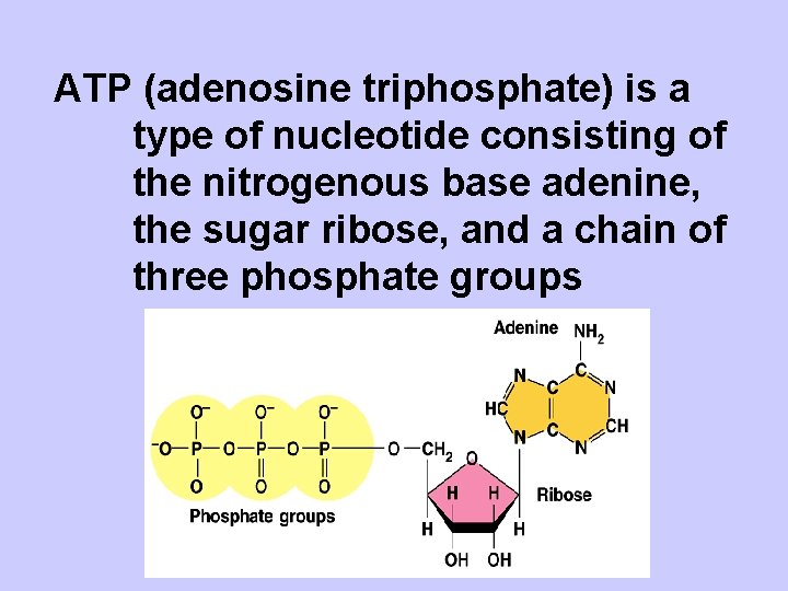ATP (adenosine triphosphate) is a type of nucleotide consisting of the nitrogenous base adenine,