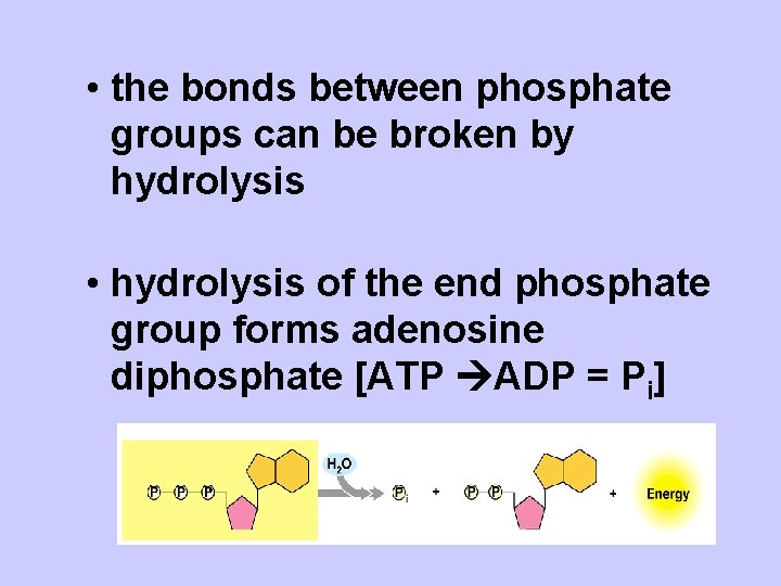  • the bonds between phosphate groups can be broken by hydrolysis • hydrolysis