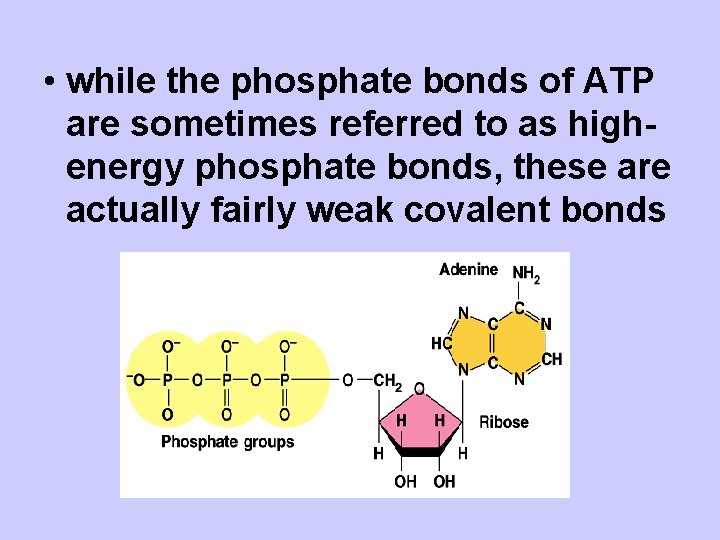  • while the phosphate bonds of ATP are sometimes referred to as highenergy