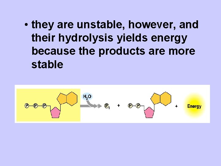  • they are unstable, however, and their hydrolysis yields energy because the products