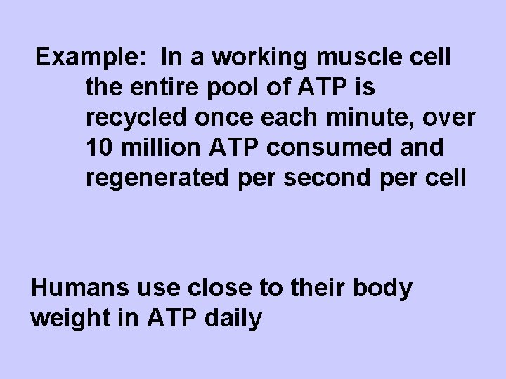 Example: In a working muscle cell the entire pool of ATP is recycled once