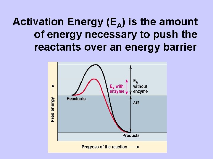 Activation Energy (EA) is the amount of energy necessary to push the reactants over
