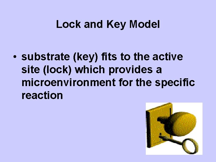Lock and Key Model • substrate (key) fits to the active site (lock) which