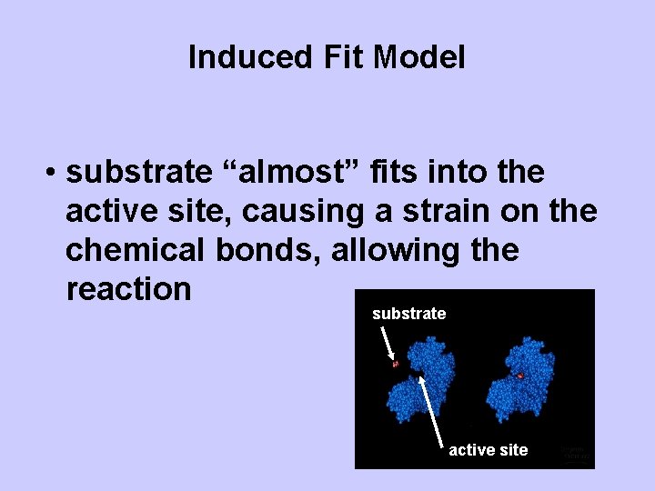 Induced Fit Model • substrate “almost” fits into the active site, causing a strain