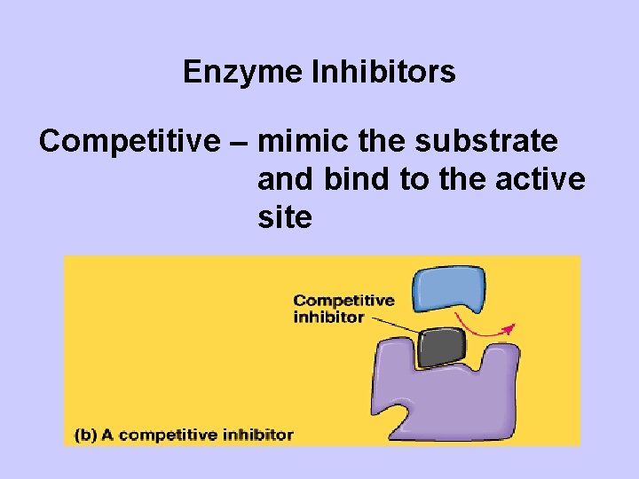 Enzyme Inhibitors Competitive – mimic the substrate and bind to the active site 