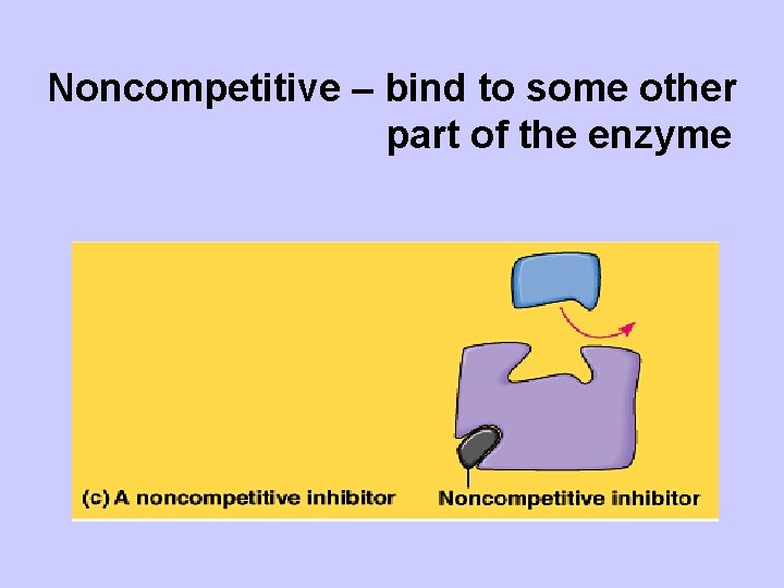 Noncompetitive – bind to some other part of the enzyme 