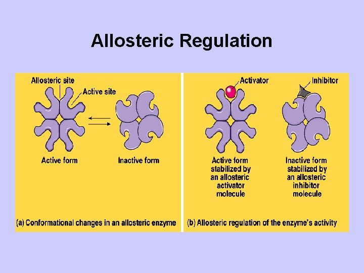Allosteric Regulation 