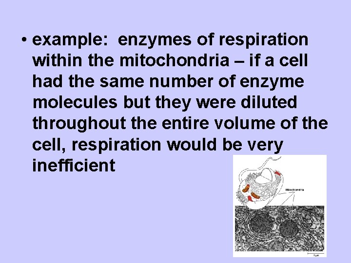  • example: enzymes of respiration within the mitochondria – if a cell had