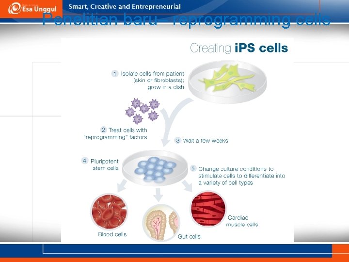 Penelitian baru– reprogramming cells 