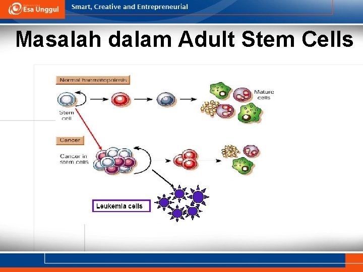 Masalah dalam Adult Stem Cells 