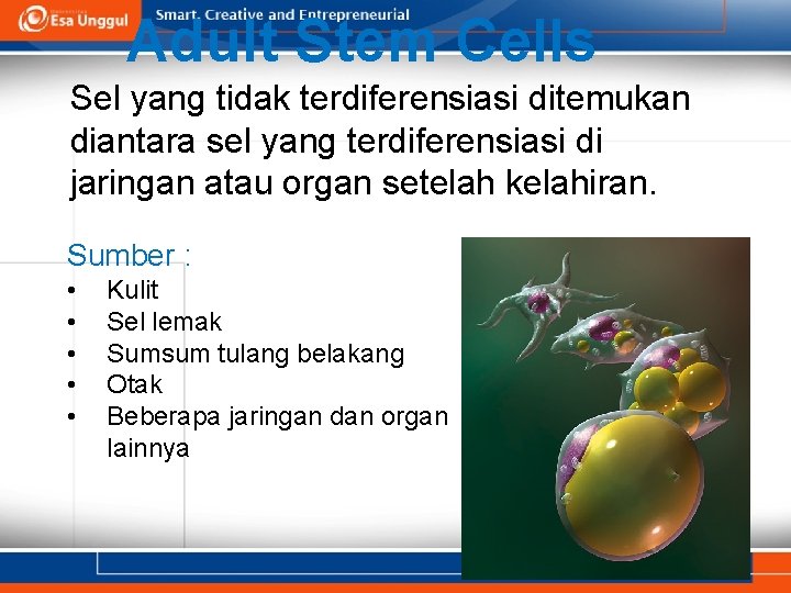 Adult Stem Cells Sel yang tidak terdiferensiasi ditemukan diantara sel yang terdiferensiasi di jaringan