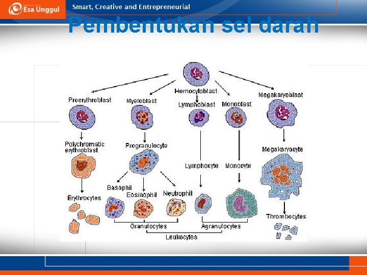 Pembentukan sel darah 