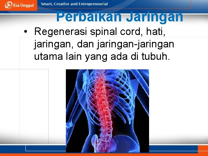 Perbaikan Jaringan • Regenerasi spinal cord, hati, jaringan, dan jaringan-jaringan utama lain yang ada