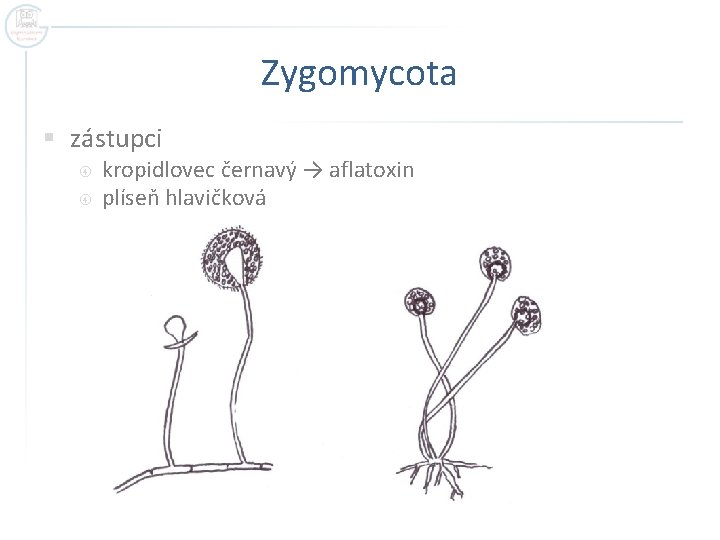 Zygomycota § zástupci kropidlovec černavý → aflatoxin plíseň hlavičková 