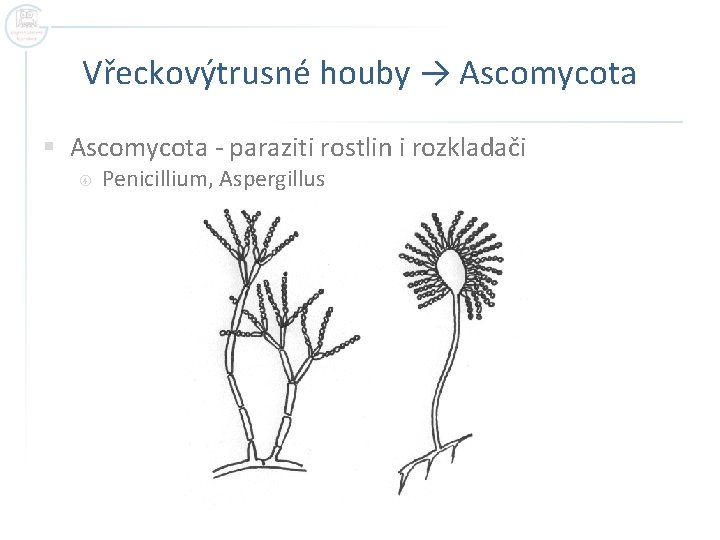 Vřeckovýtrusné houby → Ascomycota § Ascomycota - paraziti rostlin i rozkladači Penicillium, Aspergillus 