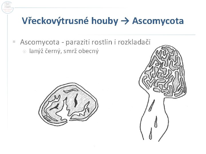 Vřeckovýtrusné houby → Ascomycota § Ascomycota - paraziti rostlin i rozkladači lanýž černý, smrž