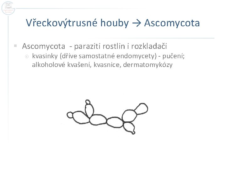 Vřeckovýtrusné houby → Ascomycota § Ascomycota - paraziti rostlin i rozkladači kvasinky (dříve samostatné