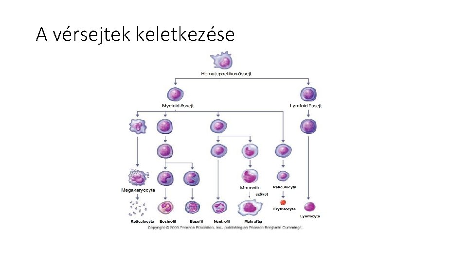 A vérsejtek keletkezése 